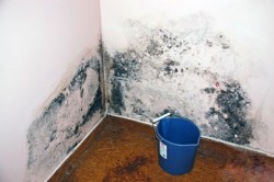 mold control