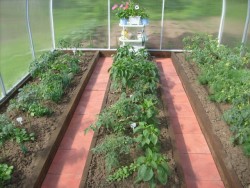 paths in the greenhouse 1