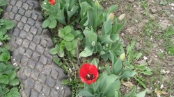 paths in the greenhouse 9