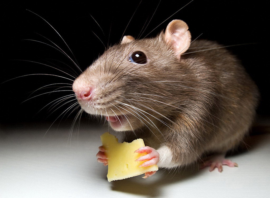 How to get rid of mice in the country: TOP-5 ways