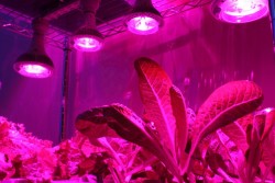 greenhouse lighting