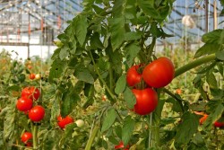 greenhouse lighting