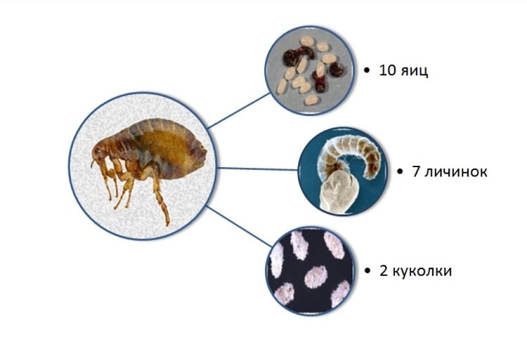 5 simple tips on how to get rid of fleas in the basement